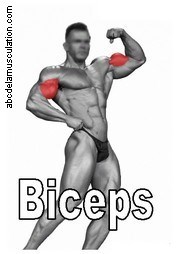 exercices biceps
