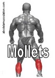 exercices mollets